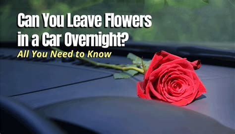 Can You Leave Flowers in a Hot Car? And Why Do They Smell Like Regret?