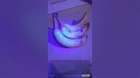 How Can I Tell If My Car Is Being Tracked? And Why Do Bananas Glow Under Blacklight?